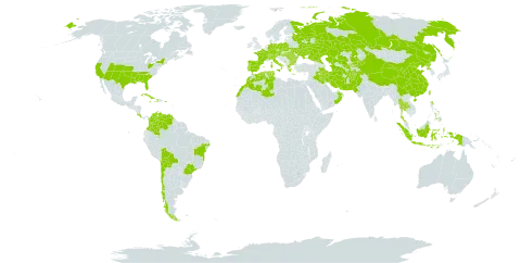 Bothriochloa ischaemum world distribution map, present in Aruba, Afghanistan, Åland Islands, Austria, Bulgaria, Bolivia (Plurinational State of), Brazil, Switzerland, Chile, China, Colombia, Costa Rica, Cuba, Czech Republic, Germany, Dominica, Algeria, Spain, France, Greece, Haiti, Hungary, Indonesia, Iran (Islamic Republic of), Iraq, Italy, Jamaica, Kazakhstan, Kyrgyzstan, Morocco, Montenegro, Nepal, Oman, Pakistan, Philippines, Poland, Puerto Rico, Korea (Democratic People's Republic of), Portugal, Romania, Russian Federation, Turks and Caicos Islands, Thailand, Turkmenistan, Tunisia, Taiwan, Province of China, Ukraine, United States of America, Uzbekistan, and Venezuela (Bolivarian Republic of)