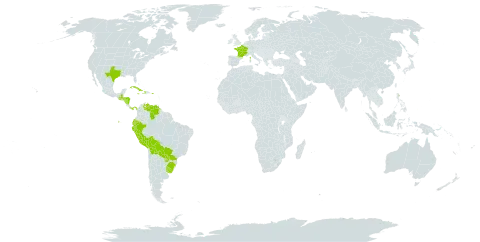 Bothriochloa saccharoides world distribution map, present in Bolivia (Plurinational State of), Brazil, Cuba, Dominica, Ecuador, France, Guatemala, Honduras, Haiti, Jamaica, Nicaragua, Panama, Peru, Palau, Puerto Rico, Paraguay, Uruguay, United States of America, and Venezuela (Bolivarian Republic of)