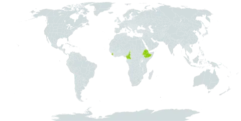 Bothriocline schimperi world distribution map, present in Cameroon, Ethiopia, and Sierra Leone