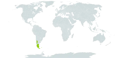 Botrychium dusenii world distribution map, present in Argentina, Chile, Falkland Islands (Malvinas), and Uruguay