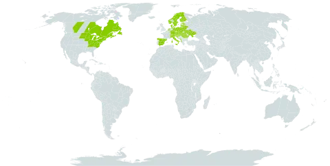 Botrychium matricariifolium world distribution map, present in Albania, Austria, Belarus, Canada, Switzerland, Czech Republic, Germany, Denmark, Spain, Estonia, Finland, France, Croatia, Hungary, Italy, Lithuania, Latvia, Montenegro, Netherlands, Norway, Poland, Romania, Saint Pierre and Miquelon, Slovakia, Slovenia, Sweden, Ukraine, and United States of America