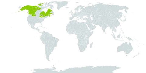 Botrychium spathulatum world distribution map, present in Canada and United States of America