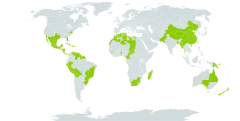 Bougainvillea glabra world distribution map, present in Antigua and Barbuda, Australia, Benin, Burkina Faso, Bangladesh, Bahamas, Bolivia (Plurinational State of), Brazil, Barbados, Bhutan, China, Cameroon, Cook Islands, Colombia, Cabo Verde, Costa Rica, Cuba, Dominican Republic, Algeria, Spain, Fiji, Micronesia (Federated States of), Guinea, Equatorial Guinea, French Guiana, Guyana, Honduras, Haiti, India, Jamaica, Kiribati, Libya, Saint Lucia, Morocco, Madagascar, Maldives, Mexico, Marshall Islands, Myanmar, Northern Mariana Islands, Montserrat, Martinique, Nicaragua, Nepal, New Zealand, Pakistan, Panama, Peru, Palau, Papua New Guinea, Puerto Rico, Singapore, Suriname, Chad, Trinidad and Tobago, Tunisia, Taiwan, Province of China, United States of America, Venezuela (Bolivarian Republic of), and South Africa