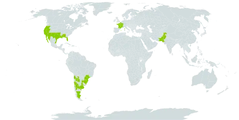 Bowlesia incana world distribution map, present in Argentina, Brazil, Chile, Spain, France, Mexico, Pakistan, Paraguay, Uruguay, and United States of America