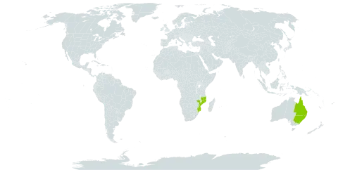 Brachychiton discolor world distribution map, present in Australia and Mozambique