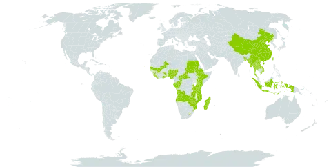 Brachycorythis world distribution map, present in Angola, Burkina Faso, Bangladesh, Central African Republic, China, Congo, Cabo Verde, Ethiopia, Gabon, Ghana, Guinea, Indonesia, Kenya, Lao People's Democratic Republic, Liberia, Lesotho, Madagascar, Mali, Myanmar, Mozambique, Nigeria, Nepal, Rwanda, Sudan, Senegal, Sierra Leone, eSwatini, Togo, Thailand, Taiwan, Province of China, Tanzania, United Republic of, Uganda, Viet Nam, Zambia, and Zimbabwe