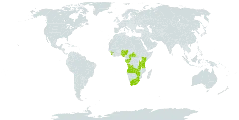 Brachycorythis tenuior world distribution map, present in Angola, Central African Republic, Congo, Gabon, Guinea, Kenya, Lesotho, Nigeria, Sierra Leone, Tanzania, United Republic of, Uganda, South Africa, Zambia, and Zimbabwe