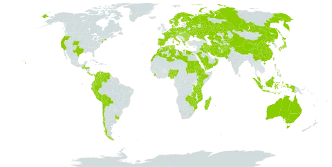 Brachypodium world distribution map, present in Afghanistan, Albania, Australia, Austria, Burkina Faso, Bulgaria, Belarus, Bolivia (Plurinational State of), Switzerland, Chile, China, Colombia, Cabo Verde, Costa Rica, Cyprus, Czech Republic, Germany, Djibouti, Denmark, Algeria, Ecuador, Egypt, Eritrea, Spain, Ethiopia, Finland, France, Micronesia (Federated States of), Greece, Guatemala, Honduras, Hungary, Indonesia, Ireland, Iran (Islamic Republic of), Iraq, Italy, Japan, Kazakhstan, Kenya, Kyrgyzstan, Kuwait, Libya, Lesotho, Morocco, Moldova (Republic of), Madagascar, Montenegro, Mozambique, Malaysia, Nigeria, Netherlands, Norway, Nepal, Oman, Pakistan, Panama, Peru, Philippines, Palau, Poland, Korea (Democratic People's Republic of), Portugal, Réunion, Romania, Russian Federation, Rwanda, Saudi Arabia, Sudan, Singapore, Sierra Leone, Sweden, eSwatini, Turks and Caicos Islands, Turkmenistan, Tunisia, Taiwan, Province of China, Tanzania, United Republic of, Uganda, Ukraine, Uruguay, United States of America, Uzbekistan, Venezuela (Bolivarian Republic of), Yemen, Zambia, and Zimbabwe