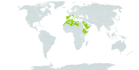 Brachypodium retusum world distribution map, present in Albania, Algeria, Spain, Ethiopia, France, Greece, Italy, Libya, Morocco, Portugal, Saudi Arabia, Turks and Caicos Islands, Tunisia, and Yemen