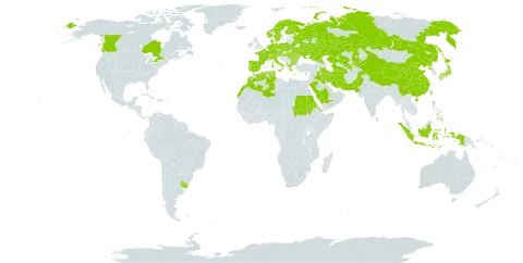 Brachypodium sylvaticum subsp. sylvaticum world distribution map, present in Albania, Austria, Bulgaria, Belarus, Canada, Switzerland, China, Cyprus, Czech Republic, Germany, Denmark, Algeria, Eritrea, Spain, Finland, France, Micronesia (Federated States of), Greece, Hungary, Indonesia, Ireland, Iran (Islamic Republic of), Iraq, Italy, Japan, Kazakhstan, Kyrgyzstan, Morocco, Moldova (Republic of), Netherlands, Norway, Nepal, Pakistan, Philippines, Palau, Poland, Korea (Democratic People's Republic of), Portugal, Romania, Russian Federation, Saudi Arabia, Sudan, Sweden, Turks and Caicos Islands, Turkmenistan, Tunisia, Taiwan, Province of China, Ukraine, Uruguay, and Uzbekistan