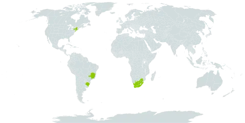 Brachythecium plumosum world distribution map, present in Brazil, United States of America, and South Africa