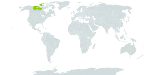 Braya pilosa world distribution map, present in Canada