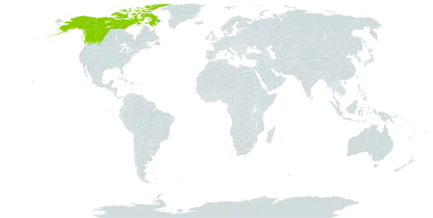 Braya purpurascens world distribution map, present in Canada and United States of America