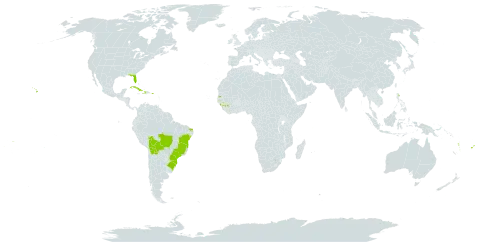 Breynia disticha world distribution map, present in Bolivia (Plurinational State of), Brazil, Cook Islands, Cuba, Dominica, Fiji, Guinea, Gambia, Haiti, Norfolk Island, Puerto Rico, Seychelles, United States of America, Vanuatu, and Samoa