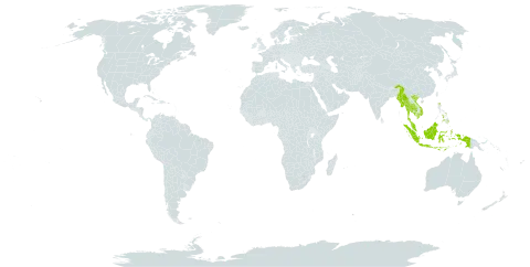 Breynia lanceolata world distribution map, present in Indonesia, India, Cambodia, Myanmar, Malaysia, Philippines, Thailand, and Viet Nam