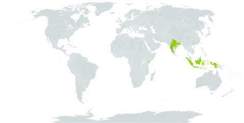 Bridelia montana world distribution map, present in Indonesia, India, and Kenya