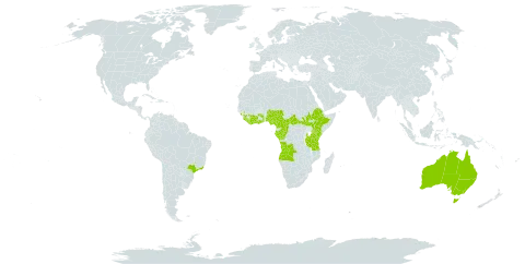 Brillantaisia lamium world distribution map, present in Angola, Australia, Brazil, Central African Republic, Côte d'Ivoire, Cameroon, Congo, Ethiopia, Gabon, Ghana, Guinea, Equatorial Guinea, Kenya, Liberia, Nigeria, Sierra Leone, South Sudan, Sao Tome and Principe, Togo, Tanzania, United Republic of, and Uganda