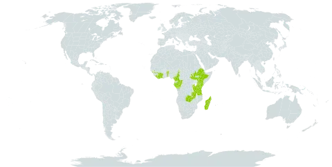 Brillantaisia madagascariensis world distribution map, present in Burundi, Benin, Côte d'Ivoire, Cameroon, Congo, Ethiopia, Gabon, Guinea, Equatorial Guinea, Kenya, Liberia, Madagascar, Rwanda, South Sudan, Tanzania, United Republic of, Uganda, and Zambia