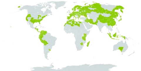 Briza world distribution map, present in Åland Islands, Albania, Australia, Austria, Burkina Faso, Bulgaria, Belarus, Bermuda, Bolivia (Plurinational State of), Switzerland, China, Colombia, Costa Rica, Cyprus, Czech Republic, Germany, Denmark, Algeria, Ecuador, Egypt, Spain, Finland, France, Micronesia (Federated States of), Georgia, Greece, Guatemala, Honduras, Hungary, Indonesia, Ireland, Iran (Islamic Republic of), Iraq, Italy, Jamaica, Japan, Kenya, Libya, Morocco, Madagascar, Mauritius, Malaysia, Norfolk Island, Nicaragua, Netherlands, Norway, Nepal, Pakistan, Panama, Peru, Palau, Poland, Korea (Democratic People's Republic of), Portugal, Réunion, Romania, Russian Federation, Sweden, Turks and Caicos Islands, Tunisia, Taiwan, Province of China, Tanzania, United Republic of, Ukraine, Uruguay, United States of America, Venezuela (Bolivarian Republic of), and Zimbabwe