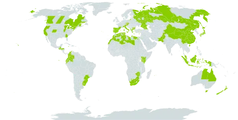 Briza maxima world distribution map, present in Albania, Australia, Austria, Bulgaria, Bermuda, Brazil, Canada, China, Colombia, Cyprus, Czech Republic, Algeria, Ecuador, Egypt, Spain, France, Micronesia (Federated States of), Georgia, Greece, Guatemala, Honduras, Indonesia, Italy, Jamaica, Japan, Kenya, Libya, Morocco, Mauritius, Malaysia, Norfolk Island, New Zealand, Pakistan, Palau, Portugal, Réunion, Russian Federation, Turks and Caicos Islands, Tunisia, Uruguay, United States of America, South Africa, and Zimbabwe