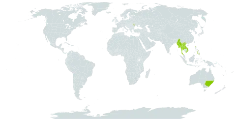 Bromheadia world distribution map, present in Australia, Lao People's Democratic Republic, Moldova (Republic of), Myanmar, Philippines, Thailand, and Viet Nam