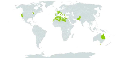 Bromus alopecuros world distribution map, present in Australia, Cyprus, Algeria, Egypt, France, Micronesia (Federated States of), Greece, Italy, Libya, Morocco, Pakistan, Palau, Portugal, Turks and Caicos Islands, Tunisia, and United States of America