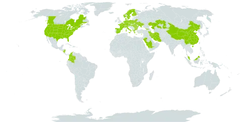 Bromus arvensis world distribution map, present in Åland Islands, Albania, Austria, Bulgaria, Belarus, Canada, Switzerland, China, Colombia, Cyprus, Czech Republic, Germany, Denmark, Spain, Finland, France, Micronesia (Federated States of), Georgia, Greece, Hungary, Iran (Islamic Republic of), Italy, Kazakhstan, Malaysia, Nicaragua, Netherlands, Norway, Poland, Romania, Saudi Arabia, Sweden, Turks and Caicos Islands, Ukraine, and United States of America