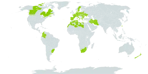 Bromus commutatus world distribution map, present in Åland Islands, Albania, Austria, Bulgaria, Belarus, Brazil, Canada, Switzerland, Colombia, Cyprus, Czech Republic, Germany, Denmark, Algeria, Spain, France, Greece, Hungary, Ireland, Iran (Islamic Republic of), Iraq, Italy, Libya, Lesotho, Morocco, Netherlands, New Zealand, Palau, Poland, Portugal, Romania, Sweden, Turks and Caicos Islands, Tunisia, Taiwan, Province of China, Ukraine, Uruguay, and South Africa