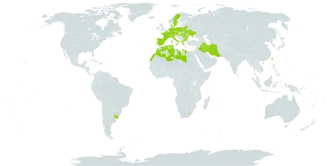 Bromus commutatus subsp. commutatus world distribution map, present in Åland Islands, Albania, Austria, Bulgaria, Belarus, Switzerland, Cyprus, Czech Republic, Germany, Denmark, Algeria, Spain, France, Greece, Hungary, Ireland, Iran (Islamic Republic of), Iraq, Italy, Libya, Lesotho, Morocco, Netherlands, Palau, Poland, Portugal, Romania, Sweden, Turks and Caicos Islands, Tunisia, Taiwan, Province of China, Ukraine, and Uruguay