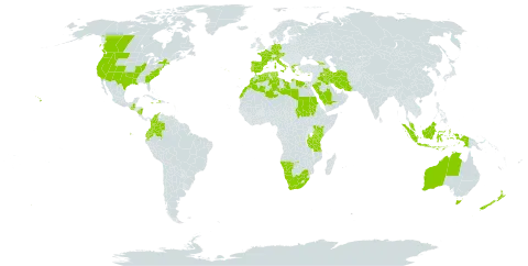 Bromus diandrus world distribution map, present in Australia, Austria, Canada, Colombia, Cyprus, Germany, Dominica, Algeria, Ecuador, Egypt, Spain, France, Georgia, Greece, Guatemala, Haiti, Indonesia, Iran (Islamic Republic of), Iraq, Italy, Jamaica, Kenya, Libya, Morocco, Malaysia, Namibia, Norfolk Island, Nicaragua, New Zealand, Palau, Portugal, Saudi Arabia, Sudan, Singapore, Turks and Caicos Islands, Tunisia, Tanzania, United Republic of, United States of America, and South Africa