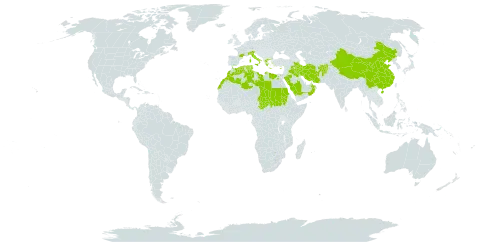 Bromus fasciculatus world distribution map, present in Afghanistan, China, Cyprus, Algeria, Egypt, France, Greece, Iran (Islamic Republic of), Iraq, Italy, Libya, Morocco, Oman, Palau, Saudi Arabia, Sudan, Singapore, Turks and Caicos Islands, Chad, and Tunisia