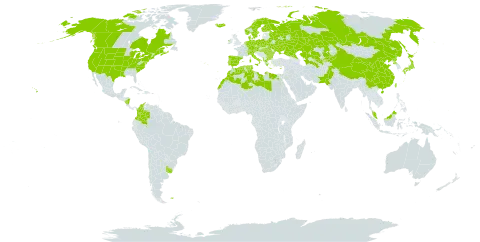 Bromus hordeaceus subsp. hordeaceus world distribution map, present in Åland Islands, Albania, Austria, Bulgaria, Belarus, Canada, Switzerland, China, Colombia, Cyprus, Czech Republic, Germany, Denmark, Algeria, Egypt, Spain, Finland, Falkland Islands (Malvinas), France, Micronesia (Federated States of), Greece, Hungary, Ireland, Iceland, Italy, Japan, Kazakhstan, Kyrgyzstan, Libya, Morocco, Malaysia, Norfolk Island, Nicaragua, Netherlands, Norway, Pakistan, Poland, Korea (Democratic People's Republic of), Portugal, Romania, Russian Federation, Sweden, Turks and Caicos Islands, Turkmenistan, Tunisia, Taiwan, Province of China, Ukraine, Uruguay, United States of America, and Uzbekistan