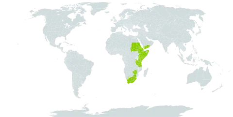 Bromus leptoclados world distribution map, present in Burkina Faso, Eritrea, Ethiopia, Kenya, Lesotho, Réunion, Rwanda, Sudan, Somalia, Tanzania, United Republic of, Uganda, Yemen, South Africa, and Zimbabwe