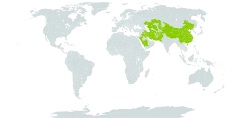 Bromus moeszii world distribution map, present in Afghanistan, China, Iran (Islamic Republic of), Iraq, Kazakhstan, Kyrgyzstan, Kuwait, Pakistan, Palau, Saudi Arabia, Turkmenistan, and Uzbekistan