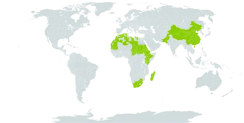 Bromus pectinatus world distribution map, present in China, Algeria, Eritrea, Ethiopia, Kenya, Libya, Morocco, Madagascar, Mauritania, Pakistan, Sudan, Chad, Uganda, and South Africa