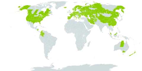 Bromus racemosus world distribution map, present in Afghanistan, Åland Islands, Albania, Australia, Austria, Bulgaria, Canada, Switzerland, China, Colombia, Czech Republic, Germany, Denmark, Spain, Finland, France, Micronesia (Federated States of), Georgia, Greece, Hungary, Ireland, Iran (Islamic Republic of), Iceland, Italy, Kazakhstan, Kyrgyzstan, Malaysia, Nicaragua, Netherlands, Norway, New Zealand, Poland, Korea (Democratic People's Republic of), Portugal, Romania, Russian Federation, Sweden, Turks and Caicos Islands, Turkmenistan, Ukraine, United States of America, and Uzbekistan