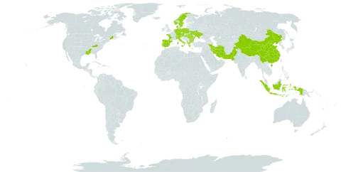 Bromus ramosus world distribution map, present in Albania, Austria, Bulgaria, Switzerland, China, Czech Republic, Germany, Denmark, Spain, France, Greece, Hungary, Indonesia, Ireland, Iran (Islamic Republic of), Italy, Netherlands, Norway, Pakistan, Poland, Portugal, Romania, Sweden, Turks and Caicos Islands, Ukraine, and United States of America