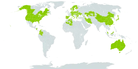 Bromus secalinus world distribution map, present in Åland Islands, Australia, Austria, Bulgaria, Belarus, Canada, Switzerland, China, Colombia, Czech Republic, Germany, Denmark, Algeria, Spain, Finland, France, Micronesia (Federated States of), Georgia, Greece, Hungary, Iran (Islamic Republic of), Italy, Japan, Kazakhstan, Malaysia, Nicaragua, Netherlands, Norway, Palau, Poland, Korea (Democratic People's Republic of), Portugal, Romania, Sweden, Turks and Caicos Islands, Taiwan, Province of China, Ukraine, and United States of America