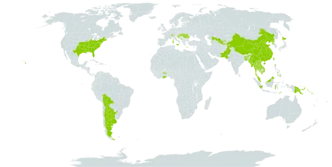 Broussonetia papyrifera world distribution map, present in Argentina, American Samoa, Bangladesh, Bosnia and Herzegovina, Bolivia (Plurinational State of), Switzerland, China, Cook Islands, Fiji, France, Micronesia (Federated States of), Ghana, Equatorial Guinea, Greece, Croatia, Hungary, Indonesia, India, Italy, Japan, Cambodia, Lao People's Democratic Republic, Malta, Myanmar, Montenegro, Malaysia, Niue, Pakistan, Pitcairn, Philippines, Papua New Guinea, Korea (Democratic People's Republic of), Romania, Solomon Islands, Serbia, Slovenia, Thailand, Tajikistan, Timor-Leste, Tonga, Taiwan, Province of China, Uruguay, United States of America, Uzbekistan, and Viet Nam