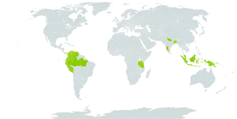 Brownea grandiceps world distribution map, present in American Samoa, Bangladesh, Brazil, Colombia, Ecuador, Fiji, Grenada, Indonesia, India, Iceland, Sri Lanka, Mauritius, Malaysia, Panama, Peru, Papua New Guinea, Singapore, Seychelles, Trinidad and Tobago, Tanzania, United Republic of, Uganda, and Venezuela (Bolivarian Republic of)