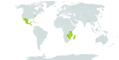 Brunfelsia americana world distribution map, present in Antigua and Barbuda, Bonaire, Sint Eustatius and Saba, Bangladesh, Cuba, Dominica, Fiji, Guadeloupe, Honduras, Jamaica, Saint Lucia, Sri Lanka, Madagascar, Mexico, Mozambique, Montserrat, Martinique, Philippines, Puerto Rico, Trinidad and Tobago, Taiwan, Province of China, Tanzania, United Republic of, United States of America, Venezuela (Bolivarian Republic of), Zambia, and Zimbabwe