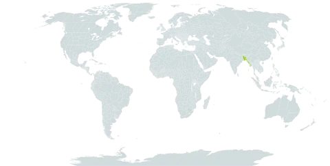 Buchanania lancifolia world distribution map, present in Bangladesh, India, and Myanmar