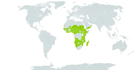 Buchnera hispida world distribution map, present in Angola, Benin, Burkina Faso, Bhutan, Botswana, Central African Republic, Côte d'Ivoire, Cameroon, Ethiopia, Ghana, Guinea, Gambia, Guinea-Bissau, India, Kenya, Madagascar, Mali, Mozambique, Malawi, Mayotte, Namibia, Niger, Nigeria, Nepal, Oman, Sudan, Senegal, South Sudan, Chad, Tanzania, United Republic of, Uganda, Yemen, Zambia, and Zimbabwe