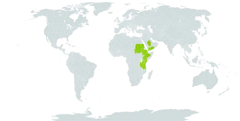 Buddleja polystachya world distribution map, present in Ethiopia, Kenya, Saudi Arabia, Sudan, Tanzania, United Republic of, and Yemen