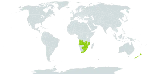 Buddleja salviifolia world distribution map, present in Angola, Botswana, Lesotho, Mozambique, New Zealand, eSwatini, South Africa, Zambia, and Zimbabwe