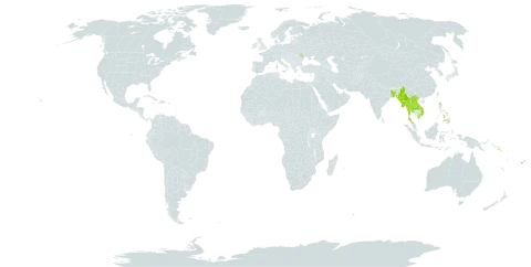 Bulbophyllum clandestinum world distribution map, present in Andorra, Bangladesh, Fiji, Lao People's Democratic Republic, Moldova (Republic of), Myanmar, Philippines, Solomon Islands, Thailand, United States of America, and Viet Nam