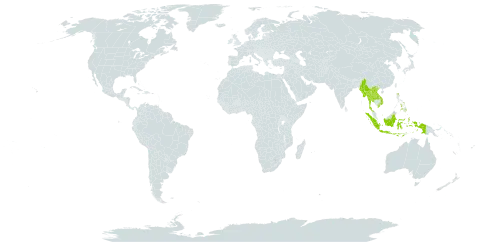 Bulbophyllum fascinator world distribution map, present in Indonesia, Lao People's Democratic Republic, Myanmar, Philippines, Thailand, and Viet Nam