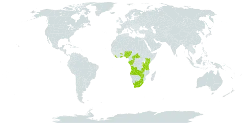 Bulbophyllum sandersonii world distribution map, present in Angola, Burkina Faso, Central African Republic, Congo, Gabon, Ghana, Kenya, Liberia, Nigeria, Rwanda, eSwatini, Tanzania, United Republic of, Uganda, South Africa, Zambia, and Zimbabwe