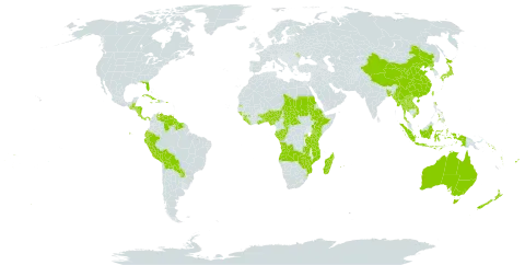 Bulbophyllum world distribution map, present in Angola, Andorra, Australia, Benin, Burkina Faso, Bangladesh, Belize, Bolivia (Plurinational State of), Central African Republic, China, Congo, Cook Islands, Comoros, Costa Rica, Cuba, Dominica, Ecuador, Ethiopia, Fiji, Gabon, Ghana, Guinea, Guinea-Bissau, Guatemala, Guyana, Honduras, Haiti, Indonesia, Jamaica, Japan, Kenya, Lao People's Democratic Republic, Liberia, Moldova (Republic of), Madagascar, Myanmar, Mozambique, Mauritius, Norfolk Island, Nigeria, Nicaragua, Nepal, New Zealand, Panama, Peru, Philippines, Puerto Rico, Korea (Democratic People's Republic of), Paraguay, Réunion, Rwanda, Sudan, Solomon Islands, Sierra Leone, Suriname, eSwatini, Seychelles, Chad, Togo, Thailand, Tonga, Taiwan, Province of China, Tanzania, United Republic of, Uganda, United States of America, Venezuela (Bolivarian Republic of), Viet Nam, Vanuatu, Wallis and Futuna, Samoa, Zambia, and Zimbabwe