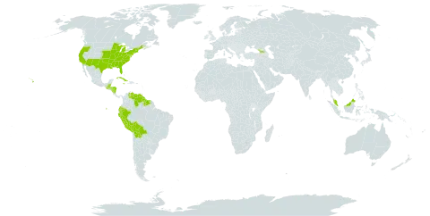 Bulbostylis capillaris subsp. capillaris world distribution map, present in Åland Islands, Belize, Bolivia (Plurinational State of), Cuba, Dominica, Ecuador, Micronesia (Federated States of), Georgia, Guatemala, Guyana, Honduras, Jamaica, Malaysia, Nicaragua, Peru, Suriname, United States of America, and Venezuela (Bolivarian Republic of)